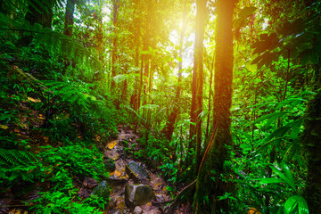 Tall trees and dirt path in Basse Terre jungle at sunset