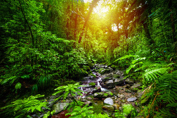Kleine stroom in de jungle van Guadeloupe bij zonsondergang