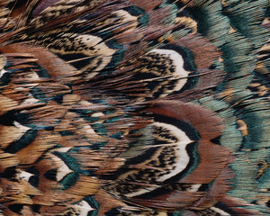 Closeup abstract background image of colorful ring-necked pheasant feathers