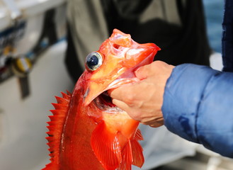 Fishing Redfish in Greenland, Nuuk fjord © dule964