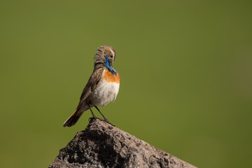 Stunning bird photo. Bluethroat / Luscinia svecica