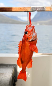 Fishing Redfish In Greenland, Nuuk Fjord