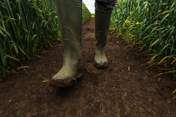 Farmer in rubber boots walking through muddy wheat field