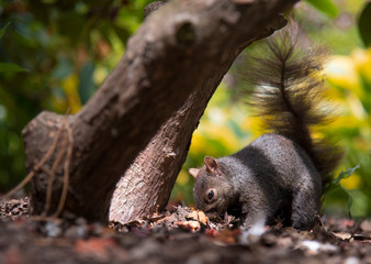 squirrel in park, cute animal, freedom in the park