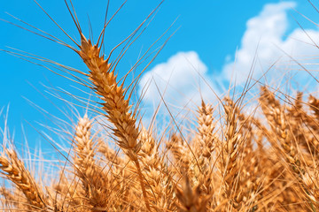 Golden wheat field low angle view