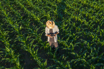 Corn farmer with drone remote controller in field