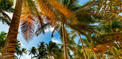 Fototapeta na wymiar Coconut palm trees in Guadeloupe