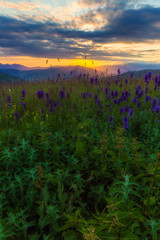 Obraz premium Blooming lupins in the mountains at sunset