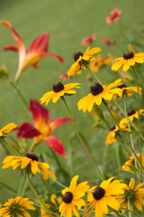 Rudbeckia red daylily