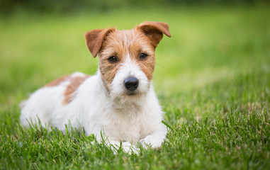 Pet love, cute happy jack russell dog puppy listening in the grass with funny ears