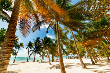 Fototapeta na wymiar Palm trees and white sand in Bois Jolan beach