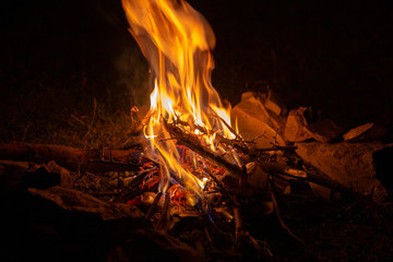 Burning bonfire at night in the forest