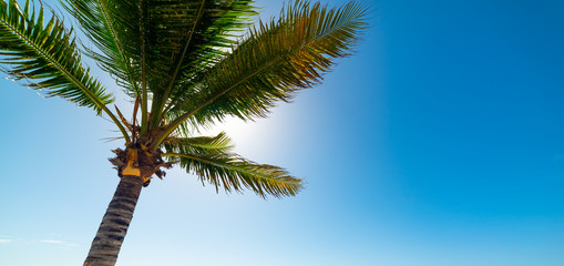 Palm tree in Raisins Clairs beach in Guadeloupe