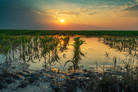 Flooded young corn field plantation with damaged crops in sunset