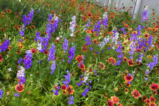 Blue Delphinium Blanketflower