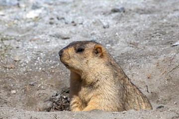 Funny marmot peeking out of a burrow in Himalayas mountain, Ladakh, India. Nature and travel concept