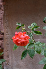 einzelne rose in kirchenruine kloster rosenthal