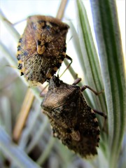 Rencontre entre un couple de punaises nébuleuses (Rhaphigaster nebulosa)  au printemps