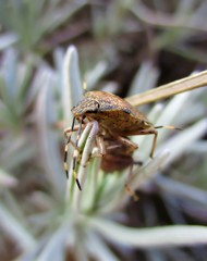 Punaises nébuleuses (Rhaphigaster nebulosa) s'accouplant sur des feuilles de lavande. 