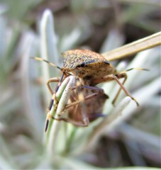 Pair of mottled shieldbugs (Rhaphigaster nebulosa) copulating on lavender leaves.