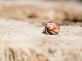 crab on the beach