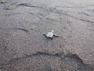Black turtle hatchling crawling over balck volcanic sand with footprints..