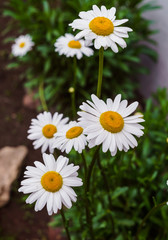 Obraz premium Chamomile garden flowers in the garden bed in the middle of summer.