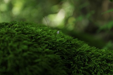 moss on tree