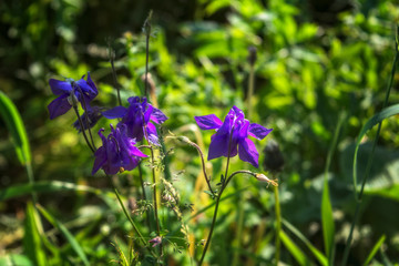 Wild flowers in a meadow in nature in the rays of sunlight in summer. Wild flowers in a meadow on a background of herbs.