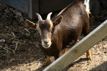 Goat in the Netherlands outside