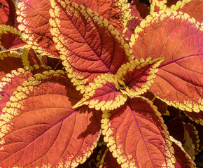 Coleus 