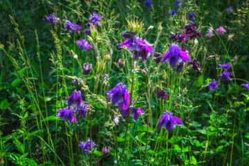 Wild flowers in a meadow in nature in the rays of sunlight in summer. Wild flowers in a meadow on a background of herbs.
