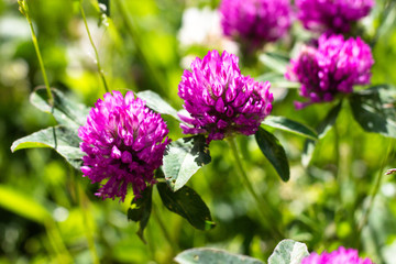 Blooming clover purple shade. Clover grows in a clearing and is illuminated by a warm and bright sun.