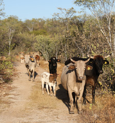 Cows on the trail in Baja. 