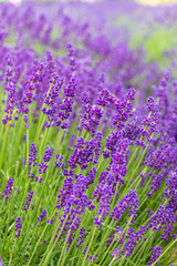 Fototapeta premium Lavender closeup 