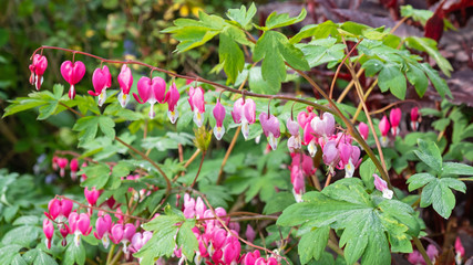 Dicentra plants ( Lamprocapnos spectabilis ) in  springtime with their heart shaped flowers, known as Bleeding Hearts 