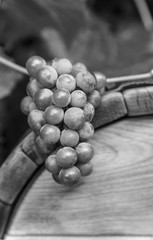 Grapes on a wooden barrel