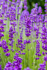 Obraz premium Lavender