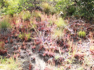 Vegetación de montaña
