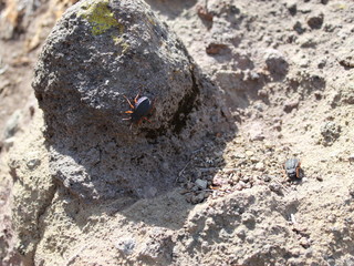Escarabajo negro