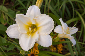 Fototapeta premium white daylily pair