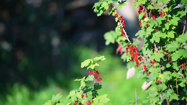 Red currant berries ripening on stem branch of plant bush with blurred bokeh background in Russia or Ukraine garden dacha farm with vibrant color shaking, moving in wind