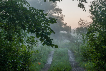 Summer dawn way foggy nature landscape