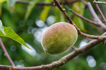 Little peach ripening on a peach tree in an orchard during spring