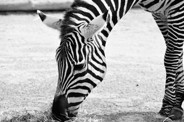 Zebra