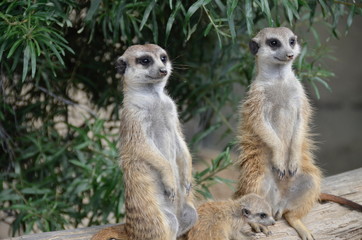 Erdmännchen