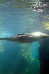 Seal, Zoo by the sea, Ocean zoo, Bremerhaven, Bremen, Germany, Europe