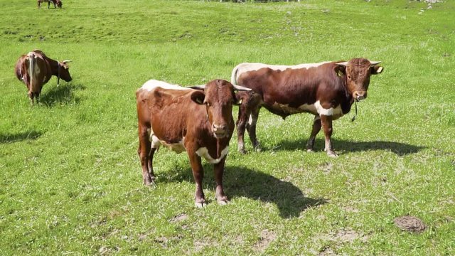 Slowmotion of outdoors video of herd of black and white cows eating green grass. animal feeding, eco farming concept