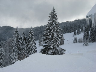 Winter is coming - Winter Wonderland - wo bleibt der Winter - verschneite Winter Landschaft