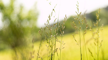 grass on a background